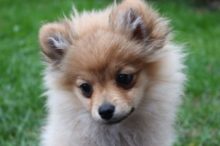 Über Uns dailylucy welpe pomeranian zwergspitz kleinspitz