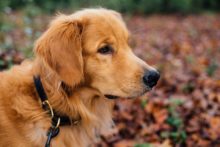 Online Hundeschule – Hundetraining – Hundeerziehung online hundetraining erfahrung