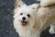 <strong>Mein Hund haart extrem – Was hilft wirklich?</strong> hund haart extrem hausmittel