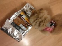 Wildborn Trockenfutter Welpenfutter Puppy wildborn trockenfutter puppy test