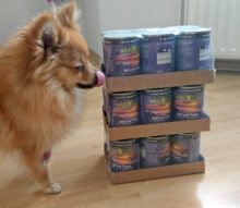 Wildborn: getreidefreies Welpen Nassfutter im Test Nassfutter Welpen kleine Hunde