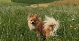 hunde die nicht haaren