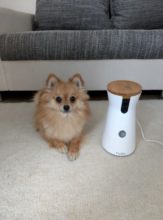 Furbo Hundekamera Test: Warum sie ihr Geld wert ist furbo hundekamera test