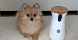 furbo hundekamera test