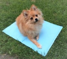 Kühlmatte für Hunde – Unsere Erfahrung hund selbstkuehlende matte