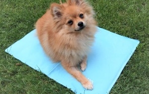 hund selbstkuehlende matte