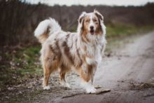 Hundefriseur – Worauf du achten solltest hundefriseur