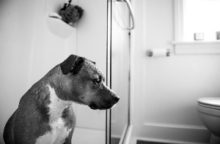 Hundeklo – Hundetoilette – Warum diese die Beste ist hundeklo hundetoilette
