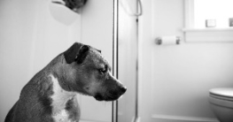 hundeklo hundetoilette