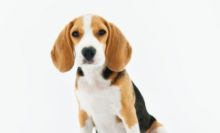 Hundemarke hundemarke