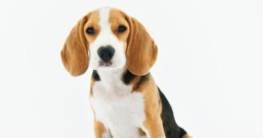 hundemarke