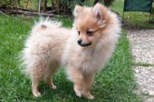 <strong>Erstausstattung Pomeranian Welpe</strong>