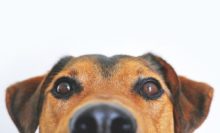 Dürfen Hunde Nüsse essen? duerfen hunde nuesse essen