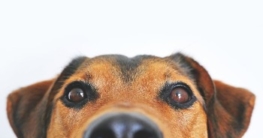 duerfen hunde nuesse essen