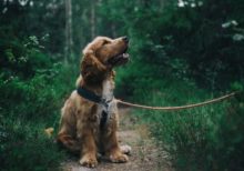 Hund hört nicht: Wie dein Vierbeiner Dir Endlich gehorcht hund hoert nicht
