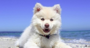 hundekurs online