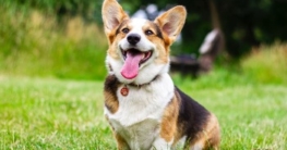 zahnstein beim hund entfernen